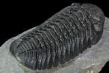Prone Morocops Trilobite - Top Quality Specimen #88871-4